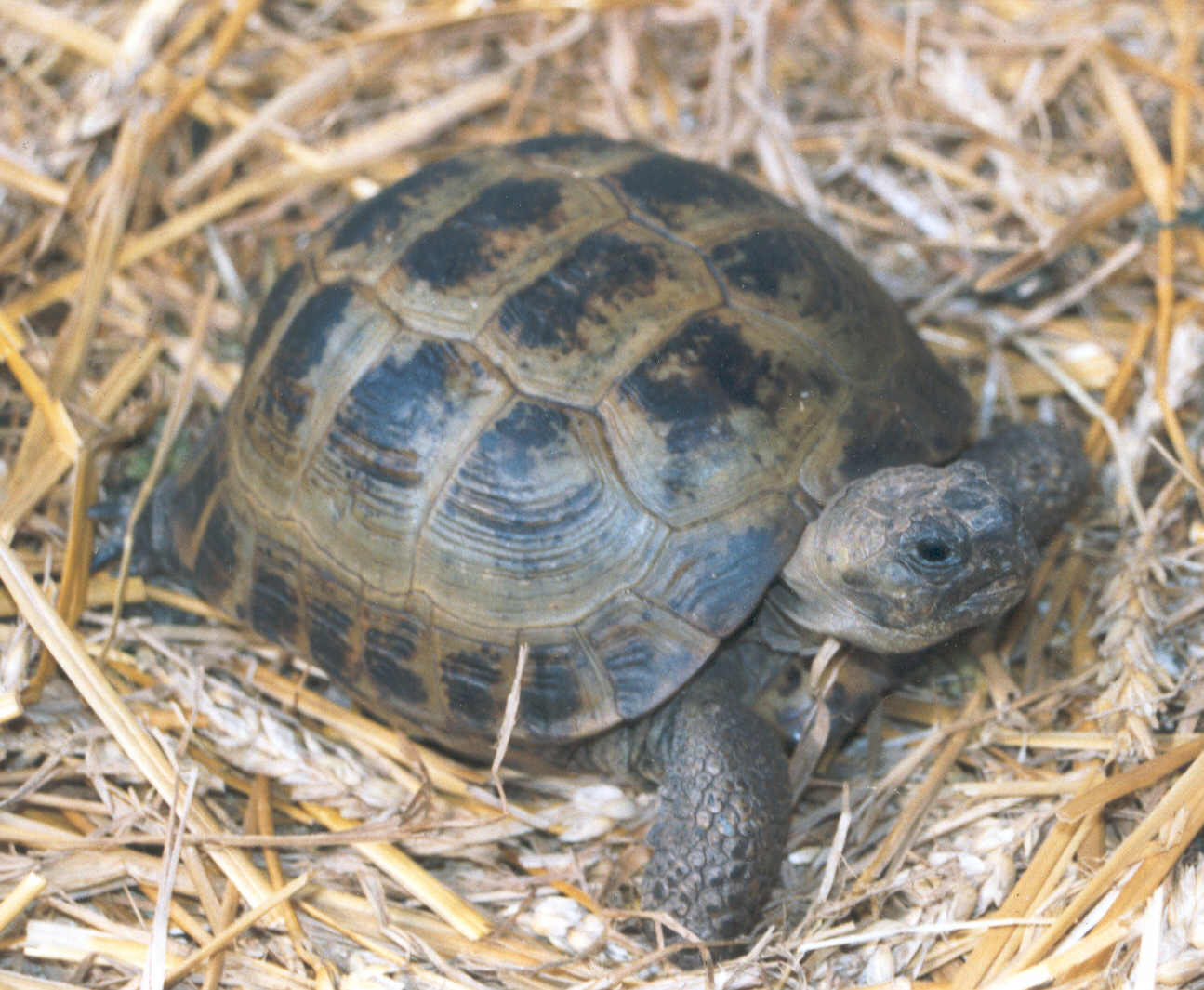turtel.jpg