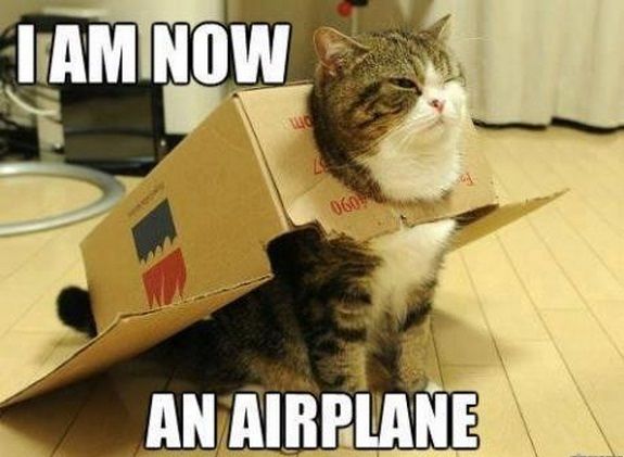 Top-30-Funny-Cat-Memes-Hilarious.jpg