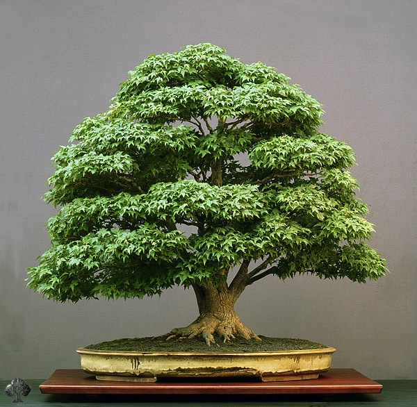 acer-bonsai-pall.jpg